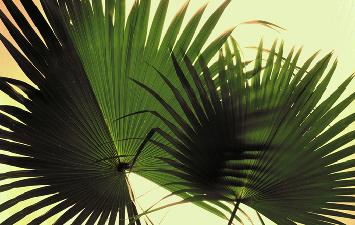 FanPalms-edit2